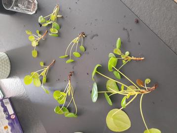 Bijna gratis 2 stekjes Pilea pannenkoekplant, geluksplant beschikbaar voor biedingen