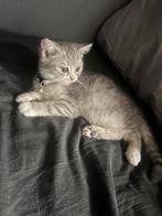 Brits korthaar, Dieren en Toebehoren, Katten en Kittens | Raskatten | Korthaar, Kater, Ontwormd, 0 tot 2 jaar