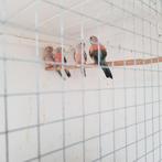 Te Koop mooie bourke parkieten, Dieren en Toebehoren, Vogels | Parkieten en Papegaaien, Meerdere dieren, Parkiet, Geringd