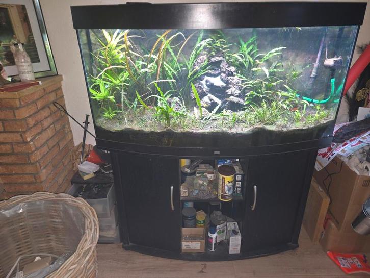 Juwelvision 260 panorama, Dieren en Toebehoren, Vissen | Aquaria en Toebehoren, Zo goed als nieuw, Gevuld zoetwateraquarium, Ophalen