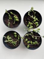 Mini plantjes, senecio rowleyanus, Huis en Inrichting, Kamerplanten, Minder dan 100 cm, Halfschaduw, Ophalen