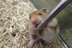 Goudhamsters hamster, Hamster, Meerdere dieren, Tam, Oktober