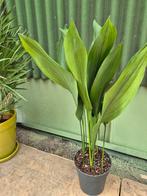Aspidistra Elatior p21 h80, Huis en Inrichting, Kamerplanten, Ophalen of Verzenden, Halfschaduw, Minder dan 100 cm