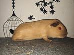 California buff/ chocolade aftekening beer cavia, Dieren en Toebehoren, Knaagdieren, Juni, Mannelijk, Cavia