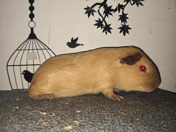 California buff/ chocolade aftekening beer cavia beschikbaar voor biedingen