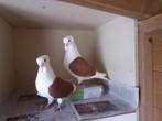 Roodschild Duitse Meeuwtjes., Meerdere dieren, Overige soorten