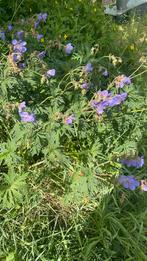 Vaste Geranium, Tuin en Terras, Planten | Tuinplanten, Ophalen, Zomer, Overige soorten, Volle zon
