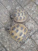 Russische vierteen twee stuks incl terrarium, Dieren en Toebehoren, Schildpad, Met terrarium, 0 tot 2 jaar