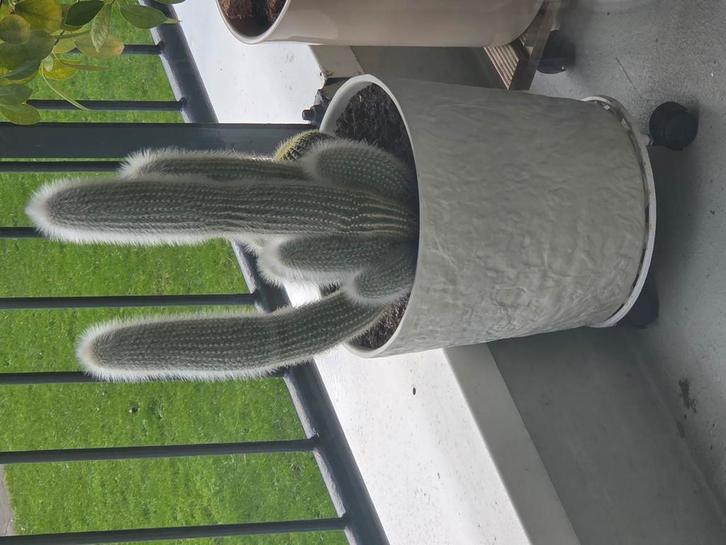 Mooie grote cactussen incl. Pot, Tuin en Terras, Planten | Bomen, Overige soorten, 100 tot 250 cm, Volle zon, Zomer, Ophalen