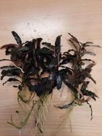 Bucephalandra kedagang, donkere aquariumplant, ook voor nano, Plant(en), Steen of Hout, Ophalen of Verzenden, Zo goed als nieuw