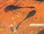 Bruine ancistrus longfin, Dieren en Toebehoren, Vissen | Aquariumvissen, Vis, Zoetwatervis
