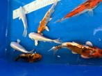 !SALE! Japan KOI Mix, Dieren en Toebehoren, Vissen | Vijvervissen, Karper of Koi