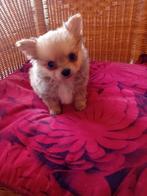 🩷🩵Schattige Pomchi pups moeder chihuahua  vader pomeriaan, Rabiës (hondsdolheid), 8 tot 15 weken, Meerdere, Meerdere dieren