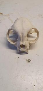 Schedel Kat en schedel Vis ( piranja?), Verzamelen, Dierenverzamelingen, Ophalen of Verzenden, Hond of Kat, Schedel