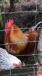 Mooie haan, Dieren en Toebehoren, Pluimvee, Mannelijk, Kip