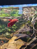 3 Betta vrouwen (2x rood 1x blauw), Vis, Zoetwatervis