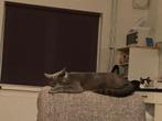 1 jarige grijze kitten kater, Dieren en Toebehoren, Katten en Kittens | Raskatten | Korthaar, Kater, Gechipt, 0 tot 2 jaar