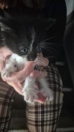 Kittens, Dieren en Toebehoren