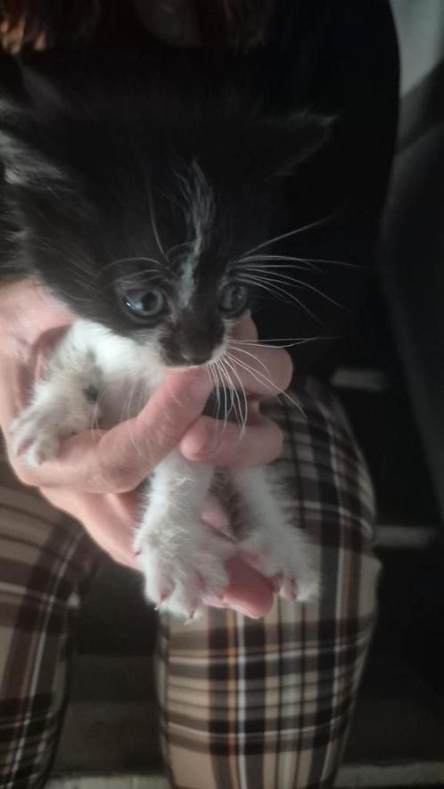 Kittens, Dieren en Toebehoren, Katten en Kittens | Overige Katten