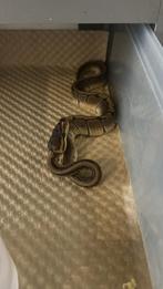 0.1 pinstriper 2025, Dieren en Toebehoren, Reptielen en Amfibieën, 0 tot 2 jaar