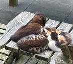Nog 4 boerderij kittens van 12 weken, Dieren en Toebehoren, Meerdere dieren, Kortharig, 0 tot 2 jaar