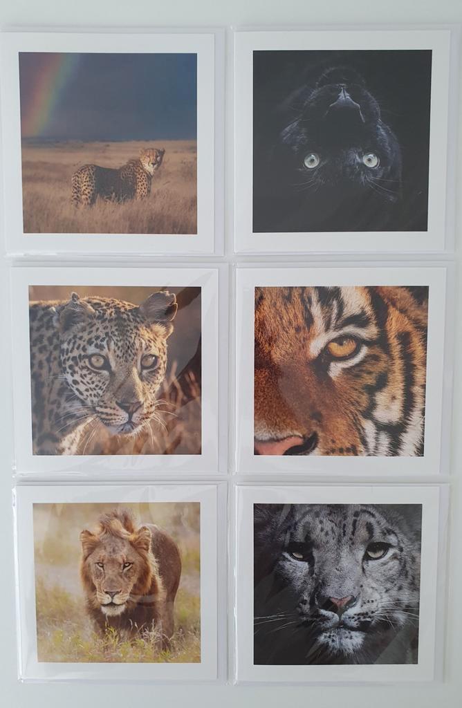Set van 6 wenskaarten Big Cats limited edition, Diversen, Wenskaarten, Nieuw, Ophalen of Verzenden