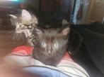 Laaste zwarte kitten, Poes