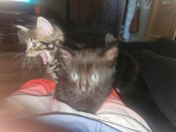 Laaste zwarte kitten  beschikbaar voor biedingen
