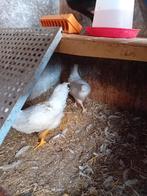 Nog 1 jonge hen wit/beige krielkip kip, Vrouwelijk, Kip