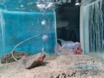 Flowerhorn Red Pearl cichlide, Dieren en Toebehoren, Vis, Zoetwatervis