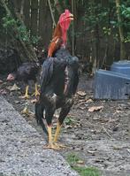 Aseel haan, Dieren en Toebehoren, Pluimvee, Mannelijk, Kip