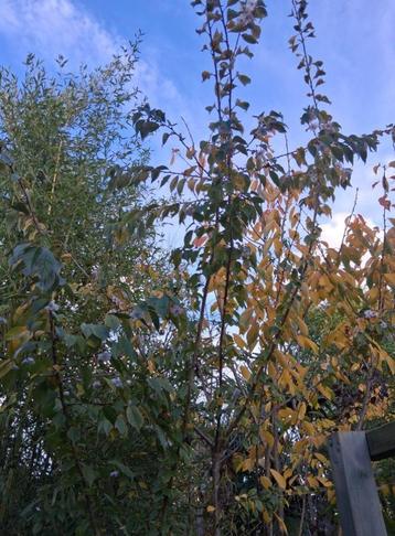 prunus autumnalis rosea japanse sierkers meerstammig beschikbaar voor biedingen