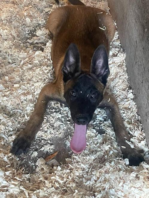 mechelse herder pups van zeer goede afkomst zeer mooi en zee, Dieren en Toebehoren, Honden | Herdershonden en Veedrijvers, Meerdere dieren