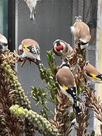 Majorputters, Dieren en Toebehoren, Vogels | Overige Vogels, Meerdere dieren, Wildzangvogel, Geringd