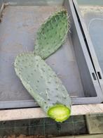 Opuntia robusta stekken, Ophalen of Verzenden, Overige soorten, Minder dan 100 cm