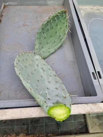 Opuntia robusta stekken beschikbaar voor biedingen
