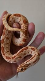 0.1 haakneusje (heterodon Nasicus), red toffeeconda, Dieren en Toebehoren, Slang, 0 tot 2 jaar
