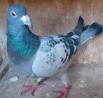 POSTDUIVEN KWEEKDOFFER, Dieren en Toebehoren, Vogels | Duiven, Mannelijk, Postduif