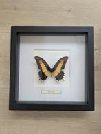 Vlinder opgezet, Ophalen, Zo goed als nieuw, Insect, Opgezet dier
