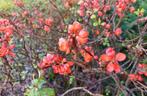 Jonge Japanse kwee struikjes Salmon H. Voorjaar  Mooi!, Vaste plant, Halfschaduw, Lente, Ophalen