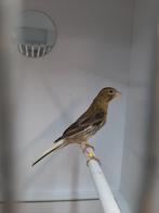 Timbrado isabel man 2025, Dieren en Toebehoren, Mannelijk, Zangkanarie