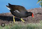 Zwarte waterhoen 1-1, Meerdere dieren, Tropenvogel, Geringd