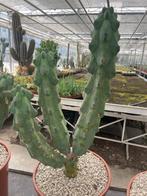 Boobiecactus Myrtillocactus geometrizans Fukurokuryuzinbo, Ophalen of Verzenden, Minder dan 100 cm, Bloeiende kamerplant, Volle zon