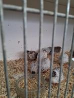 chinese dwergkwartels, Dieren en Toebehoren, Pluimvee, Meerdere dieren, Overige soorten