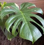 Monstera Thai Constellation #7, Overige soorten, Minder dan 100 cm, Groene kamerplant, Halfschaduw