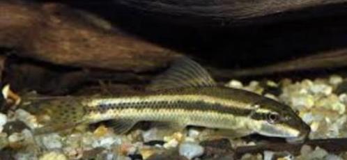 Gyrinocheilus aymonieri- Chinese algeneter- Koidream Valburg, Dieren en Toebehoren, Vissen | Aquariumvissen, Zoetwatervis, Vis