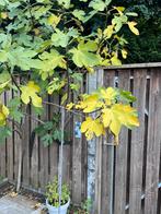 Twee grote vijgenbomen vol vruchten. Brown Turkey & Twotimer, Tuin en Terras, Ophalen, 100 tot 250 cm, Vijgenboom, Lente