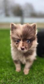 Te koop mooie merle Dwerg kees puppies (pomeriaan), Nederland, Keeshond, CDV (hondenziekte), 8 tot 15 weken