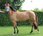 Prachtige 3.5 jarige grote C pony met veel talent, Dieren en Toebehoren, Pony's, Springpony, Zadelmak, 3 tot 6 jaar, C pony (1.27m tot 1.37m)