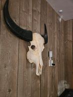 Grote buffel schedel met hoorns, Ophalen of Verzenden, Gebruikt